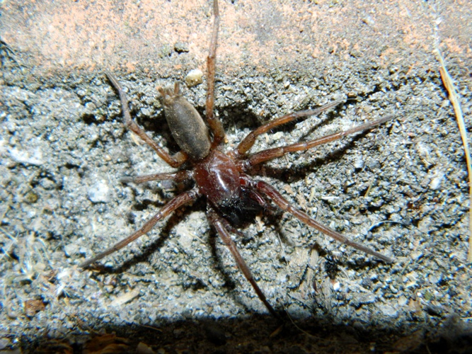 Drassodes sp. - Viadana (MN)